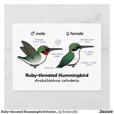 two hummingbirds with words describing the names of them postcard templates, bird posters, poster prints, art projects, birds, person, word, information, writing, how to write, texts