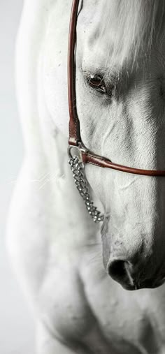 a white horse with a bridle on it's head