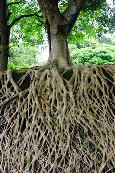 a tree that has some very large roots on it