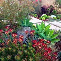 an assortment of plants and flowers in a garden