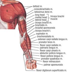 the muscles are labeled in this diagram