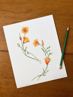 watercolor painting of orange flowers on white paper next to green and yellow pencils