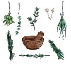 various herbs and leaves on a white background