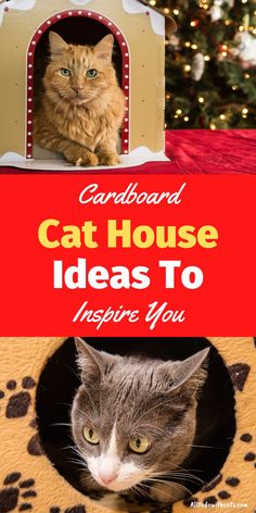 a cat sitting in its bed with the words card board cat house ideas to inspire you