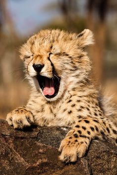 a baby cheetah yawns while laying on a rock with its mouth open