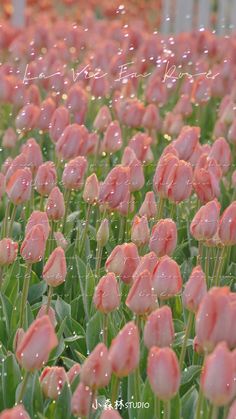 pink tulips with water droplets on them