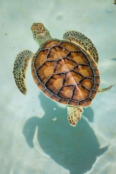 a sea turtle swimming in the water with its shadow on the ground behind it's back