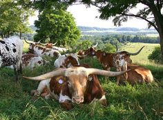 a herd of long horn cattle laying on top of a lush green field next to a tree