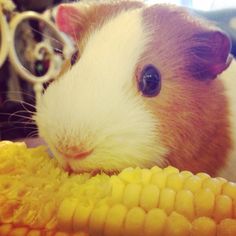 a close up of a guinea pig eating corn on the cob and looking at the camera