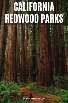 A fern-lined path lined with tall redwood trees, with the text overlay, "California Redwood Parks." Redwoods California, Fern Canyon, Coast Redwood, Coastal Redwood, Muir Woods, Redwood Tree