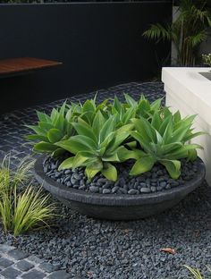 a planter filled with lots of green plants next to a white wall and black rocks