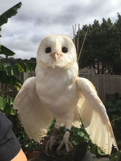 an owl sitting on top of a tree branch with its wings spread out and it's eyes wide open