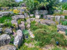 the rock garden is full of plants and rocks with flowers growing out of each one