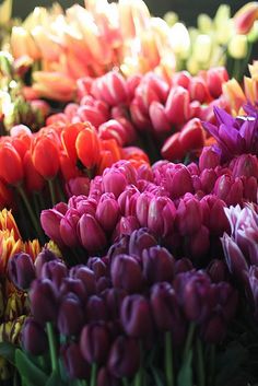 many different colored tulips are arranged together