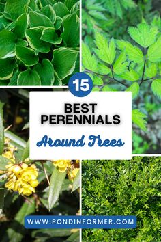 the top 15 best perennials around trees