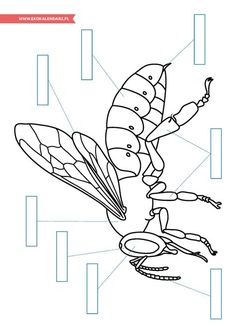 an insect with parts labeled in the body and part of it's wings, sitting on