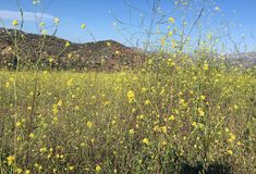 yellow wildflowers blooming in a field near the mountains