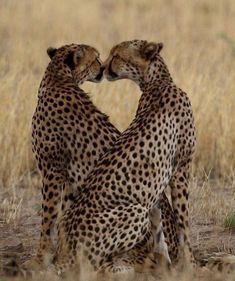 two cheetah standing next to each other in the middle of a dry grass field