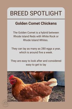 a poster with an image of chickens on it's side and the words, breed spotlight golden comet chickens