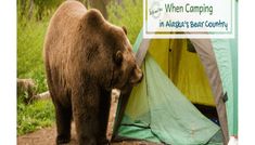 a large brown bear standing next to a tent