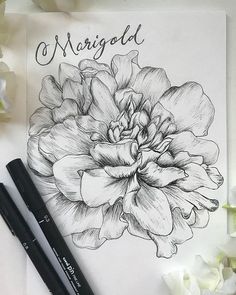 a black and white drawing of a flower with the words margold on it