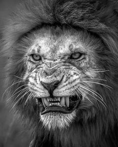 a black and white photo of a lion's face with it's mouth open