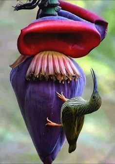 a hummingbird perched on top of a purple flower next to a green and red bird