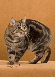 a cat is standing on top of a cardboard box