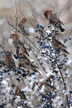 several birds are perched on the branches of a tree with berries and snow around them