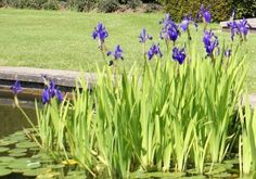 purple flowers are blooming in the pond next to some water lilies and grass