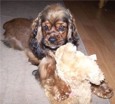 a brown dog holding a stuffed animal in its mouth on the floor next to a wooden floor