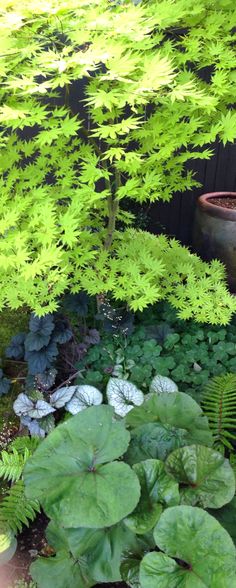 a garden with lots of green plants next to a wooden fence and potted plant