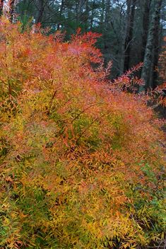 an orange and yellow tree in the woods