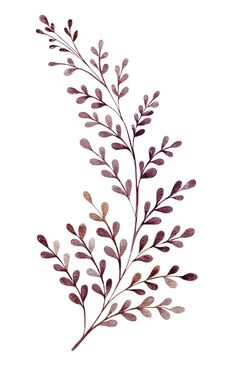 an image of a plant that is on a white background and has brown leaves growing out of it