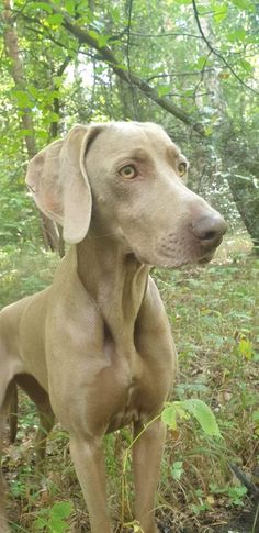 a dog is standing in the woods looking at something with his ears up and eyes wide open