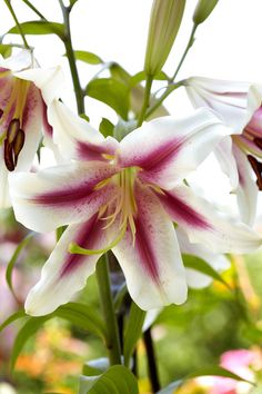 white and pink flowers with green leaves in the background