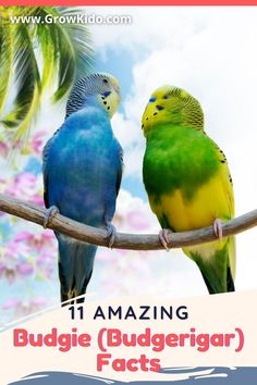 two colorful birds sitting on top of a tree branch next to a sign that says, these 3 things show how affectionate budgies are