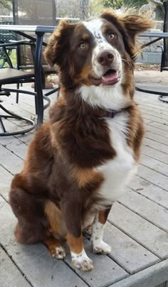 a brown and white dog sitting on top of a wooden deck