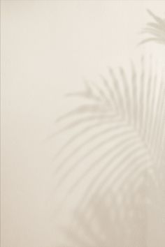 the shadow of a palm tree is cast on a white wall with a light colored background