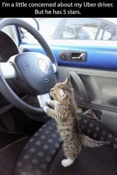 a small kitten standing on its hind legs in the driver's seat of a car