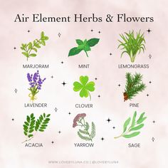 Love By Luna® on Instagram: “Air Element Herbs & Flowers 💨 Herbs, spices and flowers associated with the Air Element bring a healing, inspiring and clear energy to…” Air Element Herbs, Earth Element Herbs, Witchy Habits, Air Element Spiritual, Herbs And Flowers Witchcraft, Herbs And Their Magical Properties, Magical Correspondences Herbs, Elemental Magick