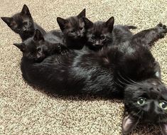 five black kittens laying on top of each other in the middle of carpeted area