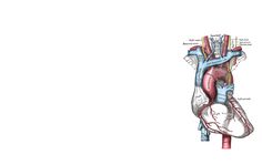 the heart is shown in this diagram with blood flowing from it's veins