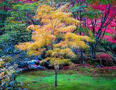 colorful trees in the middle of a green field