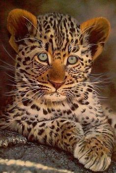 a small leopard cub sitting on top of a rock looking at the camera with blue eyes