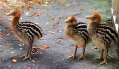 three baby birds standing next to each other