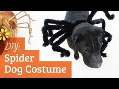 an image of a spider and dog costume on the floor with text that reads diy, spider dog costume