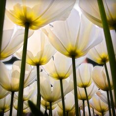 many white flowers with yellow centers in the middle