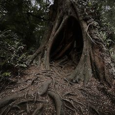 a large tree with its roots growing out of it