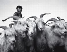 a man is riding on the back of a herd of long horn sheep in black and white